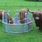 HIGHLAND CATTLE FEEDING FROM A TOMBSTONE FEEDER
