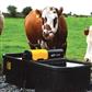 cow drinking out of a large water trough on the ground in a field